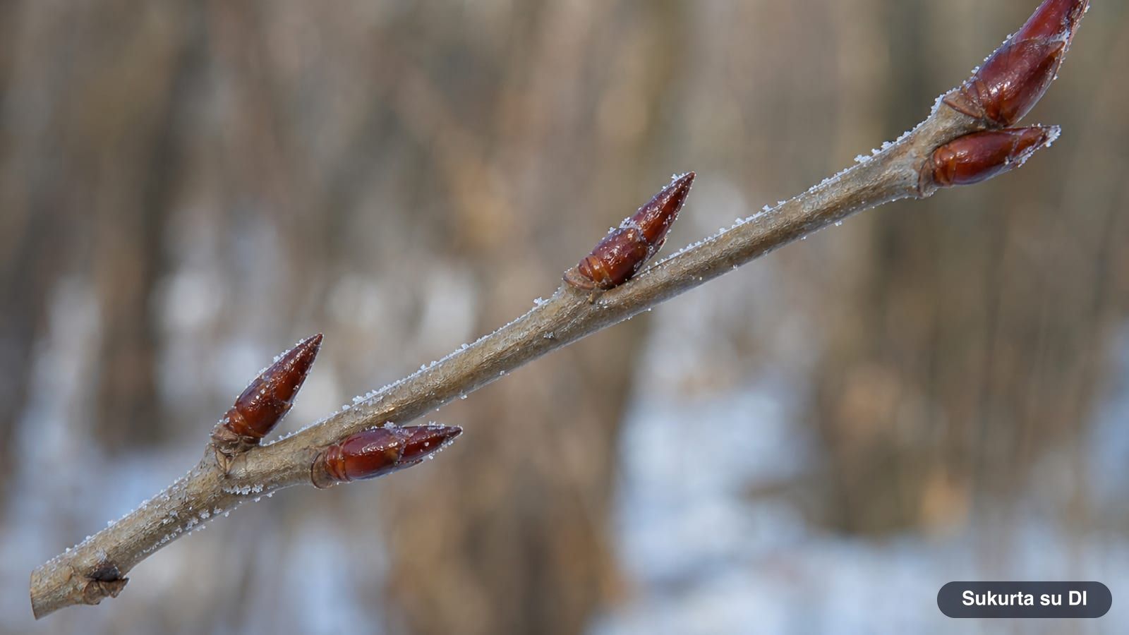 Winter aspen twig with shiny reddish-brown pointed buds