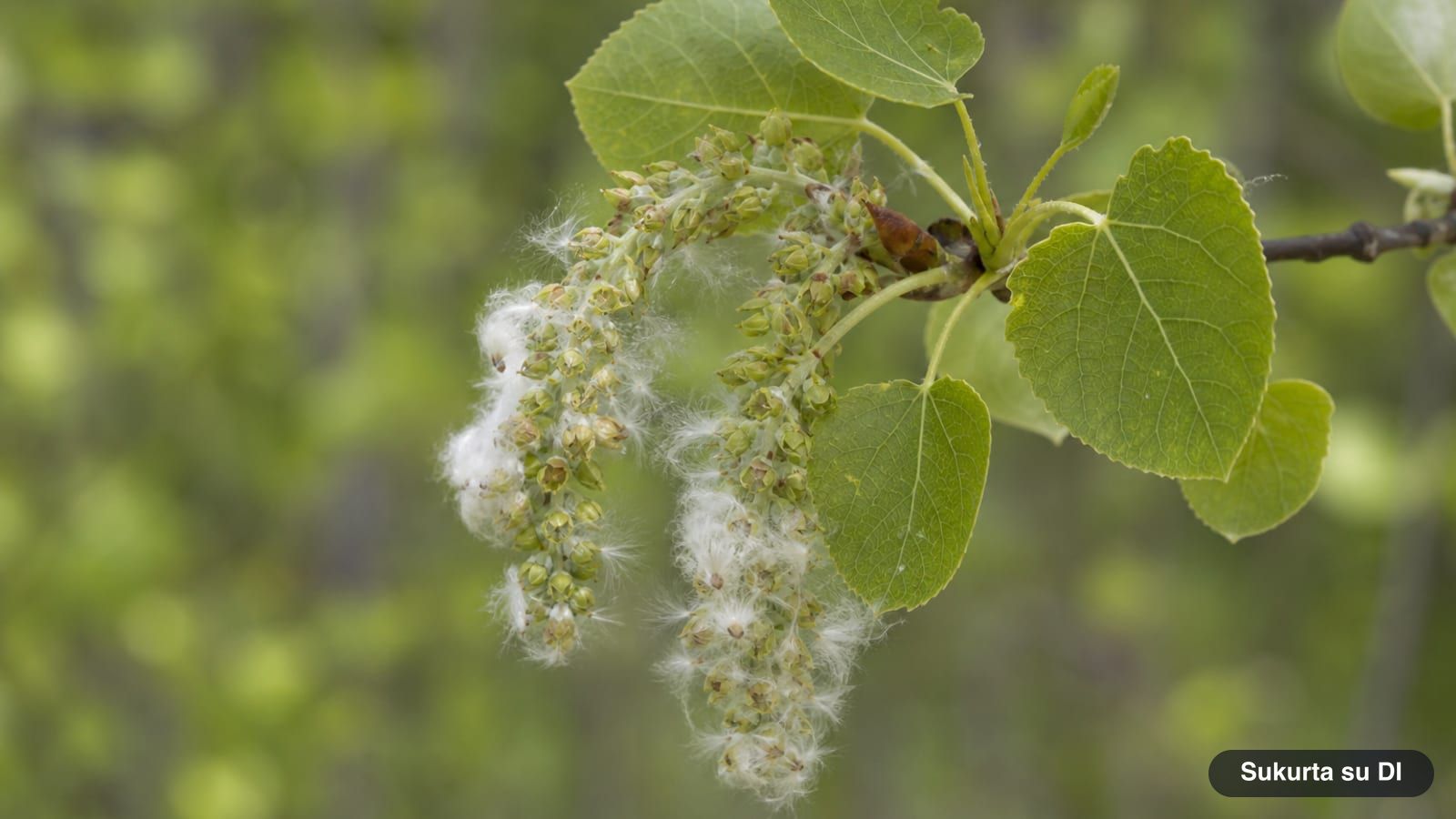 Female aspen catkins with open capsules and fluffy seeds in late spring