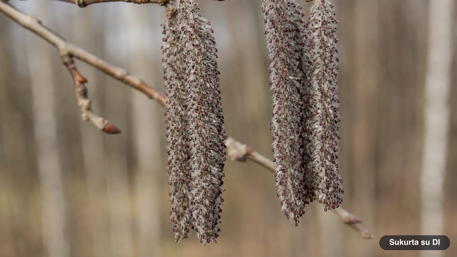 Thick gray hairy male aspen catkins with dark red anthers on bare branches