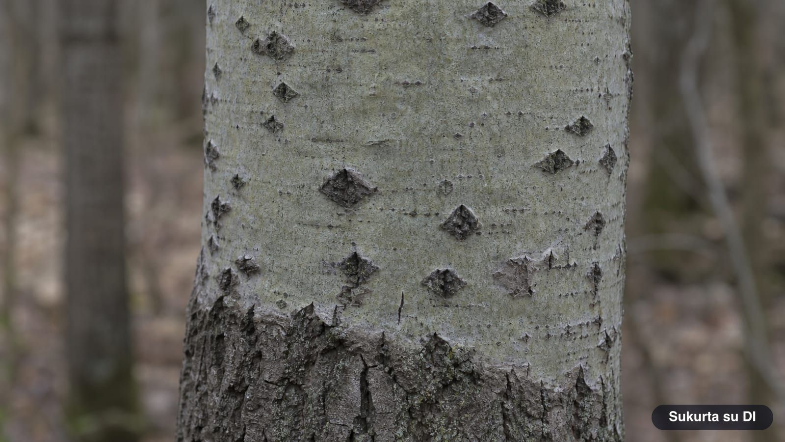 Smooth greenish-gray aspen bark with dark diamond-shaped marks