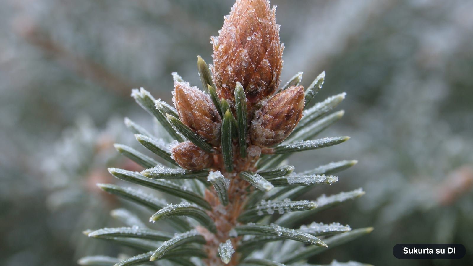 Shoot tip of a Norway spruce with a conical terminal bud surrounded by smaller buds