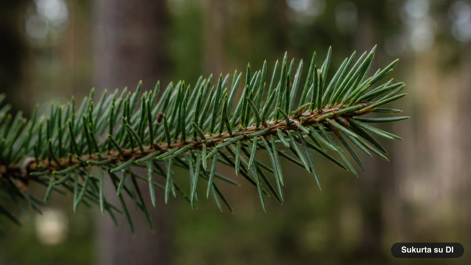 Short, four-sided needles of the Norway spruce growing individually around the twig