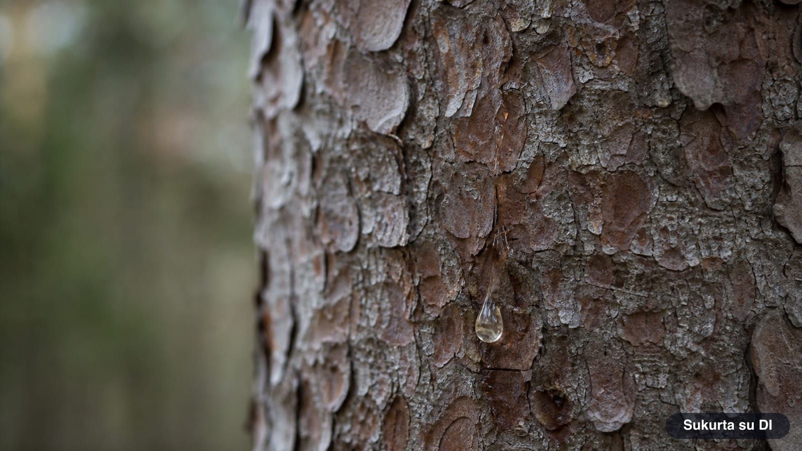 Reddish-brown bark of a Norway spruce peeling in round scales