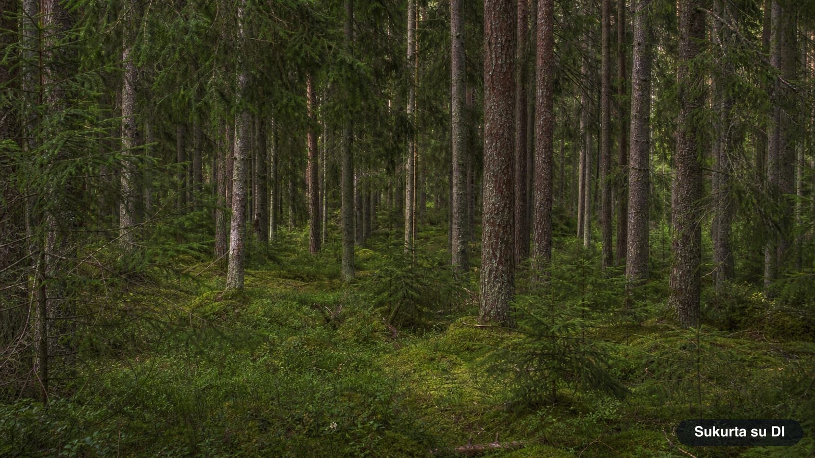 Dense Norway spruce forest with a mossy floor and blueberry bushes
