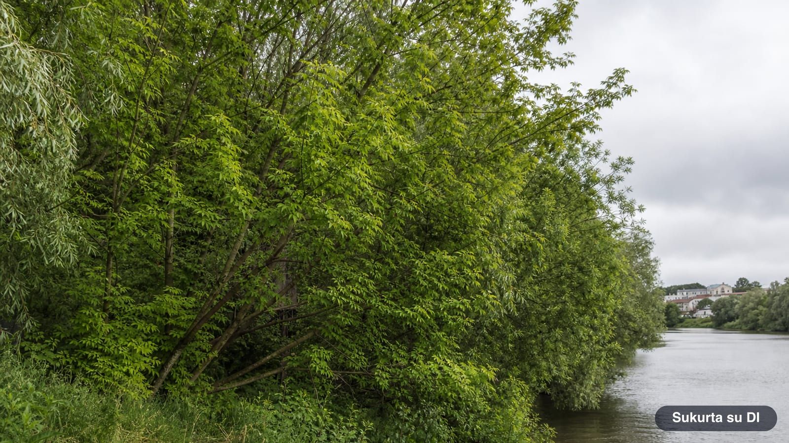 A thicket of box elder trees with multiple leaning trunks on an overgrown riverbank