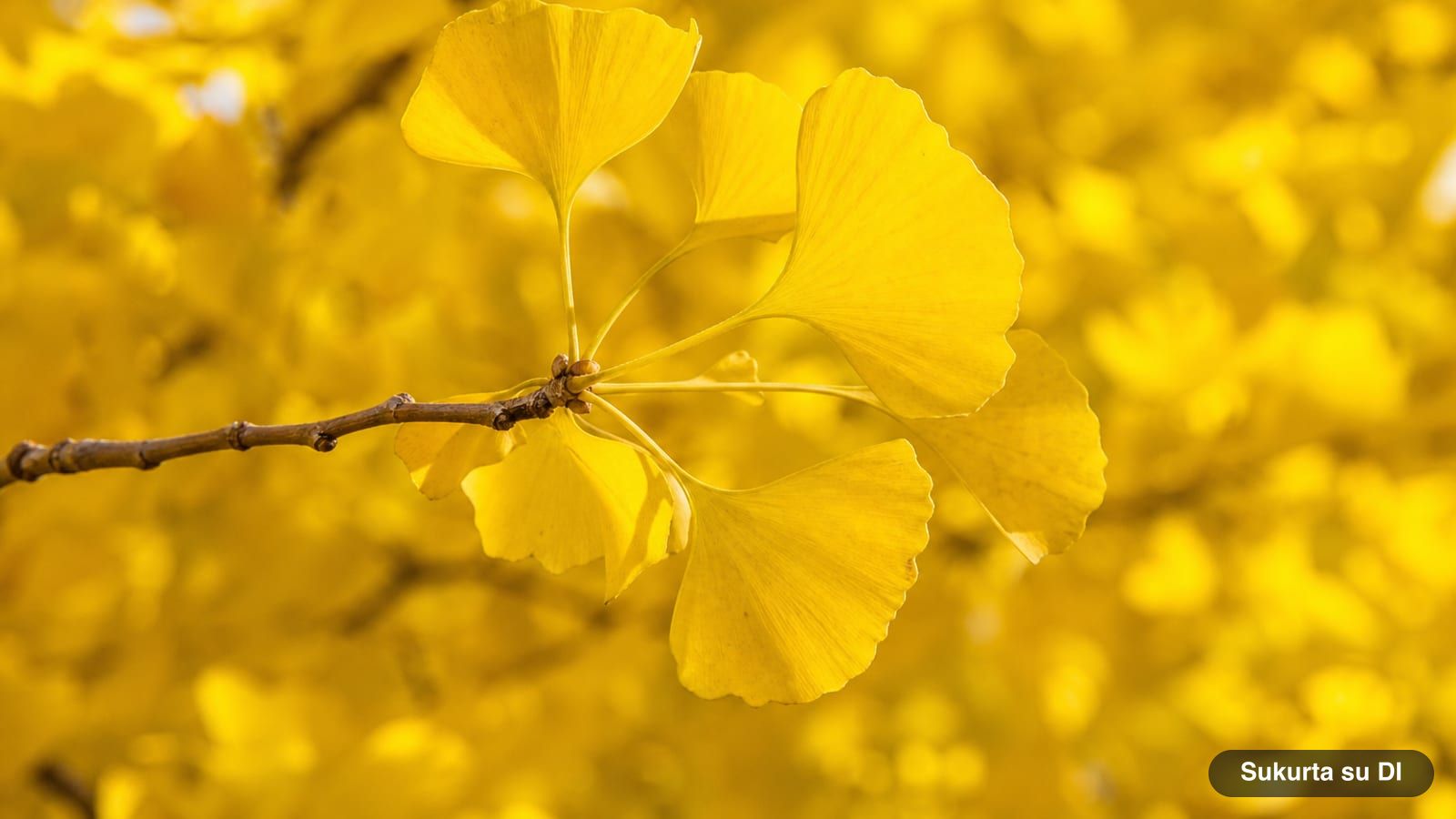 A ginkgo branch with bright saffron yellow fan-shaped leaves in the fall