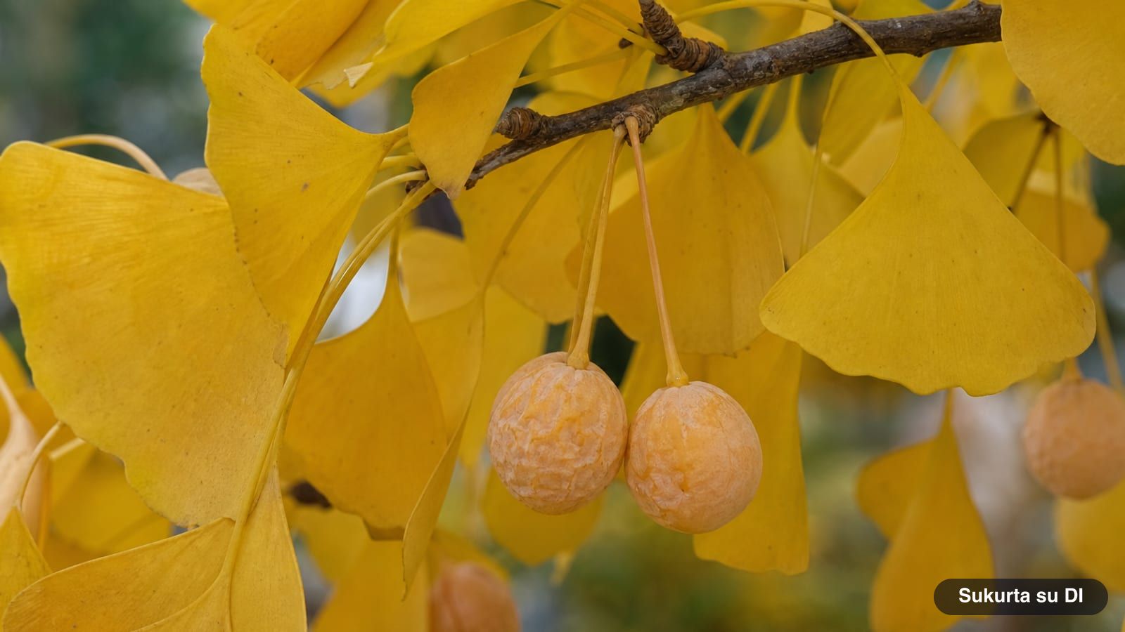 Yellowish-orange fleshy seeds of a female ginkgo tree in pairs on long stalks