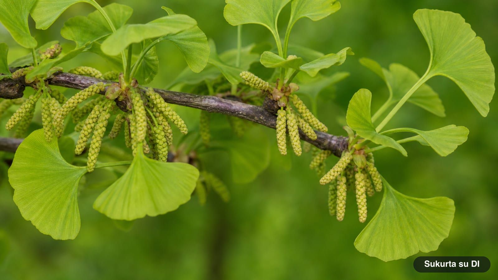 Yellowish-green pollen cones of a male ginkgo tree among young fan-shaped leaves