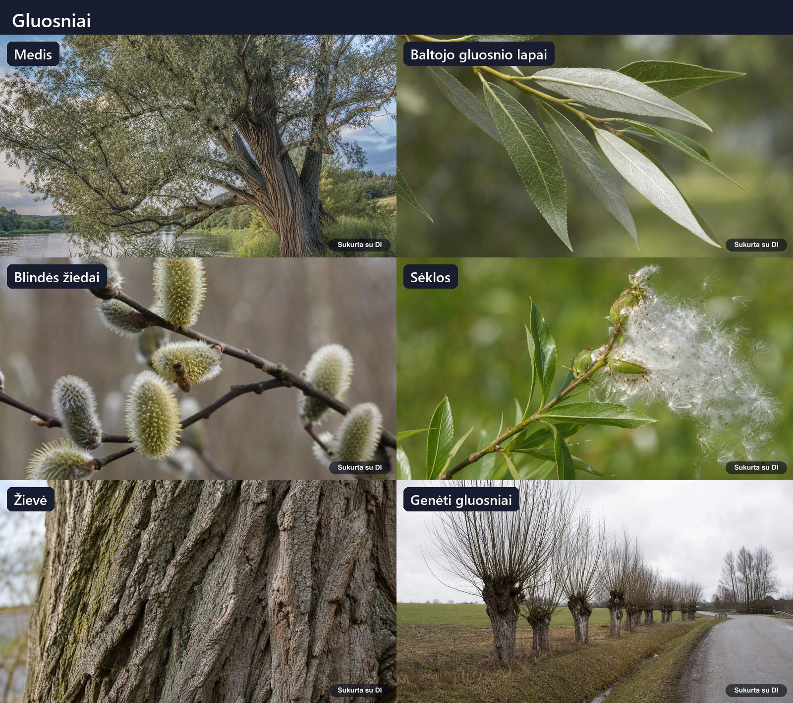 White willow: tree, leaves, flowers, fruits or seeds, bark, and buds in one illustration