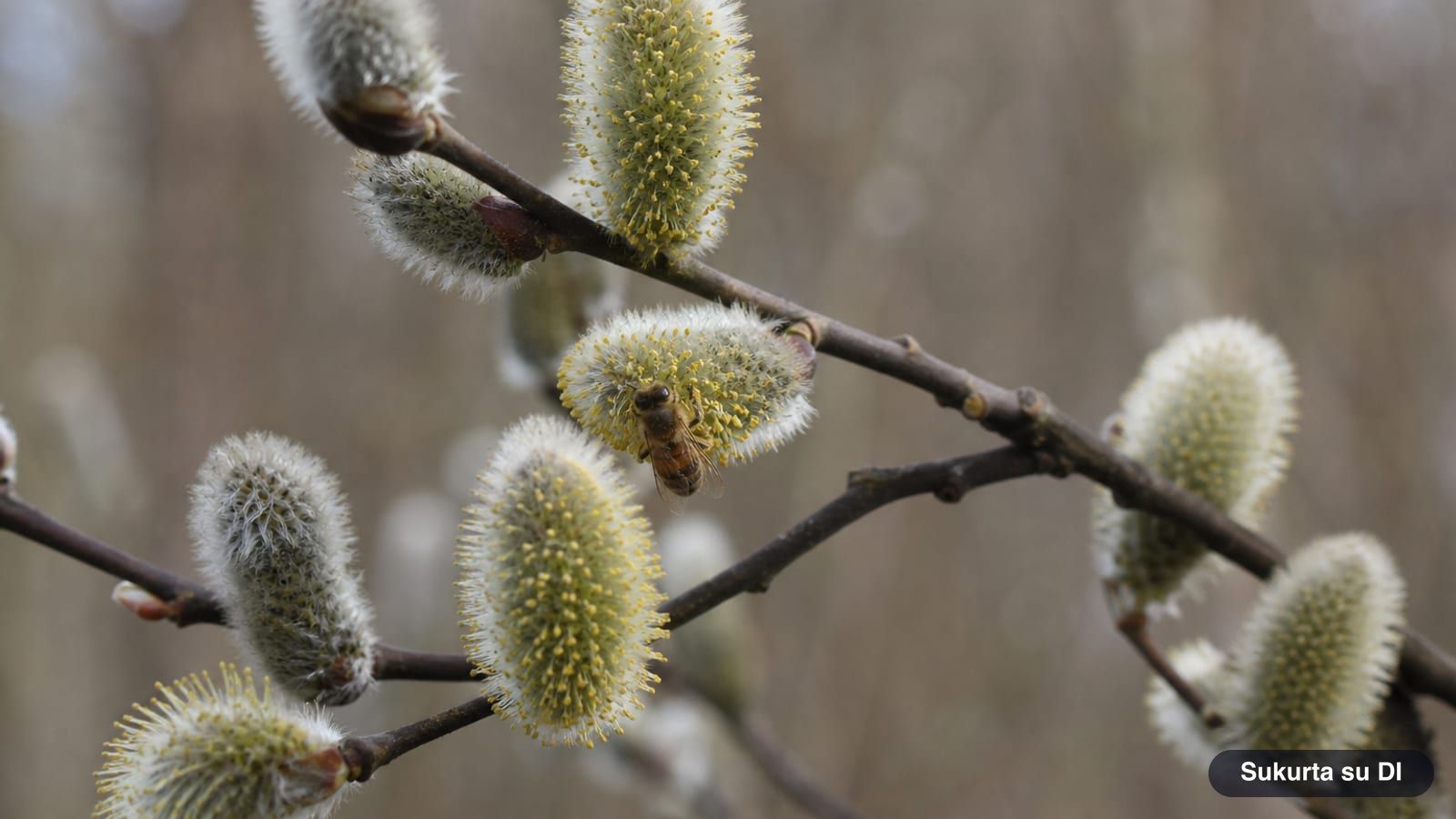 Fluffy silvery pussy willow catkins on dark twigs in spring with a bee