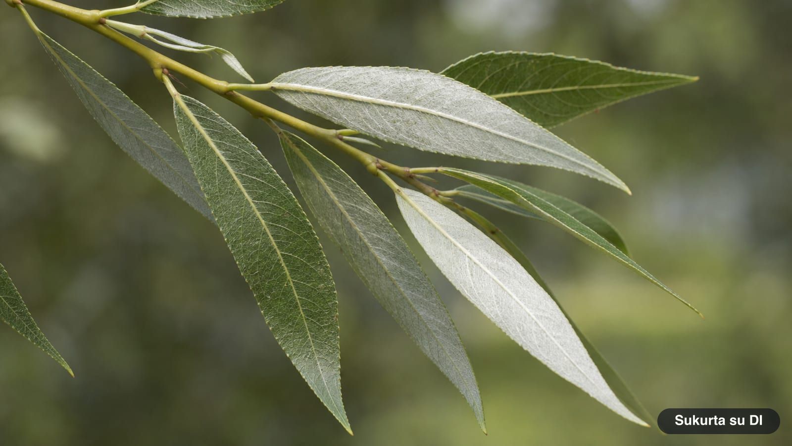 Narrow lance-shaped leaves of the white willow with a silvery-white underside