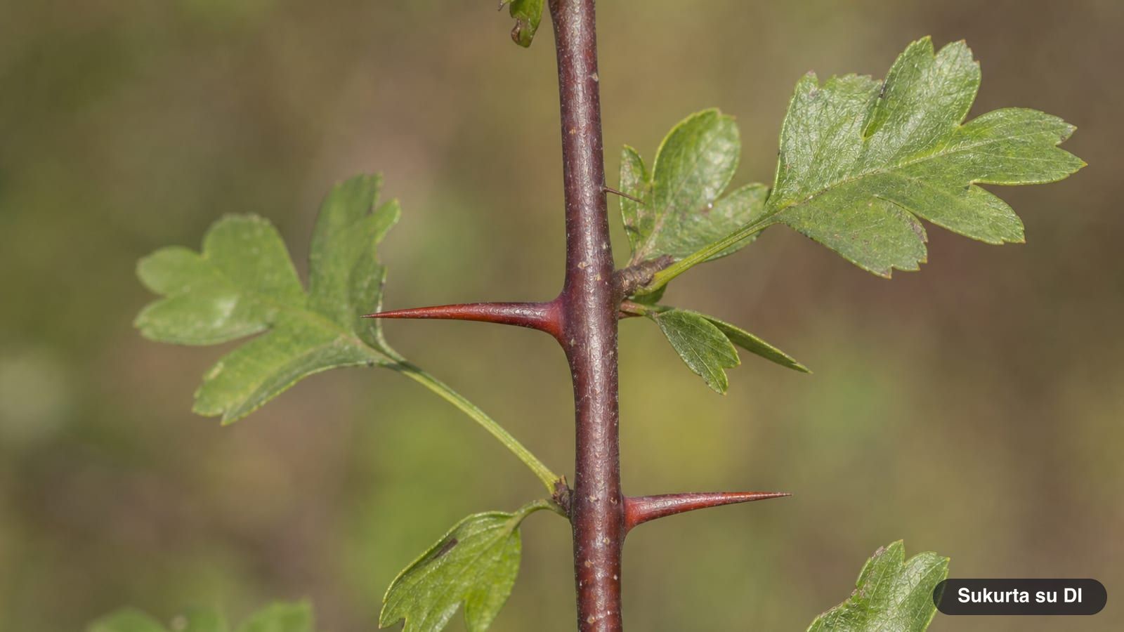A common hawthorn branch with straight, sharp thorns next to leaves