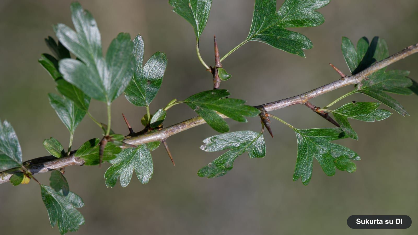 Small, glossy, deeply lobed leaves of the common hawthorn on a thorny branch