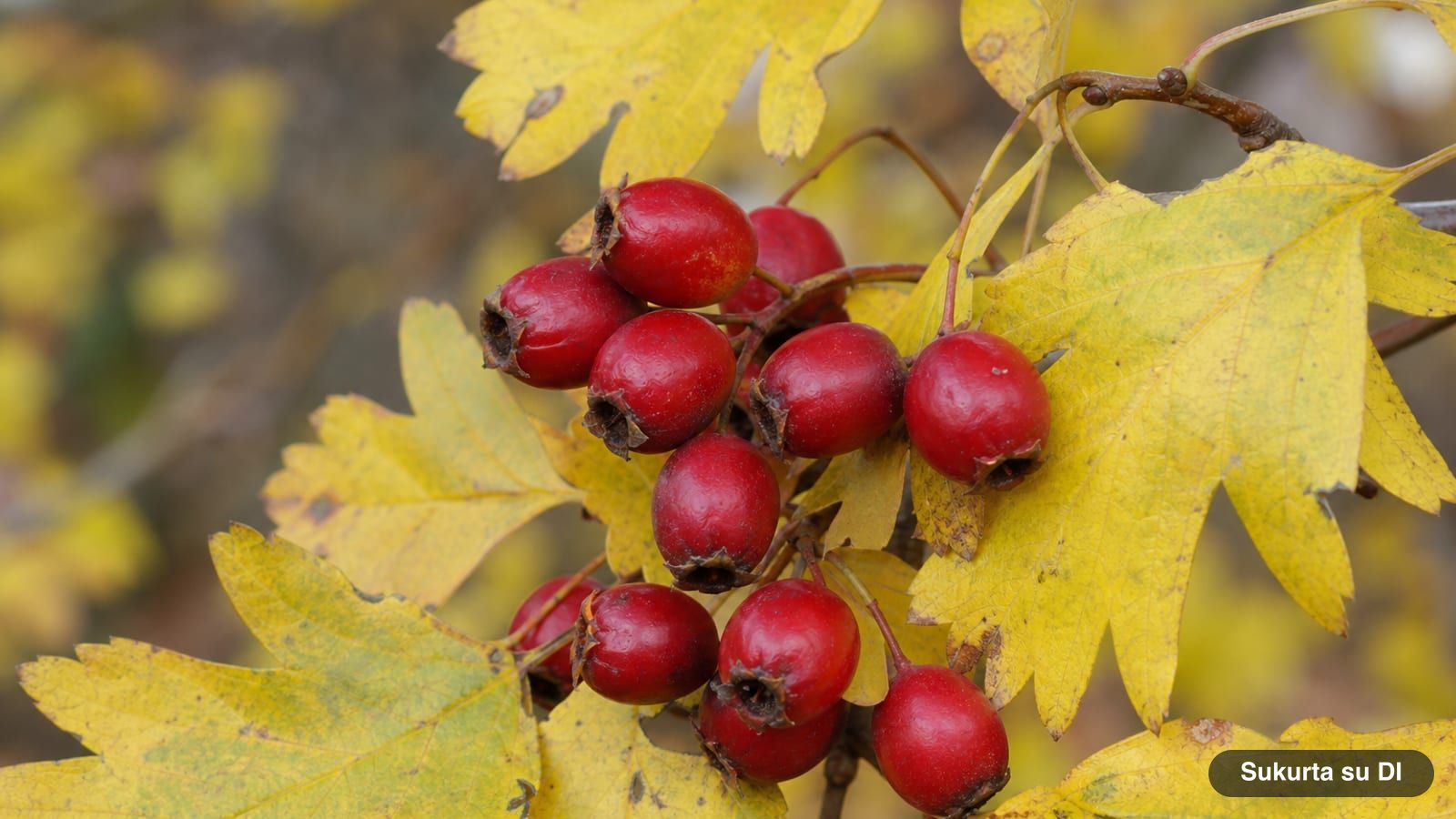 Clusters of dark red, oval common hawthorn berries in October