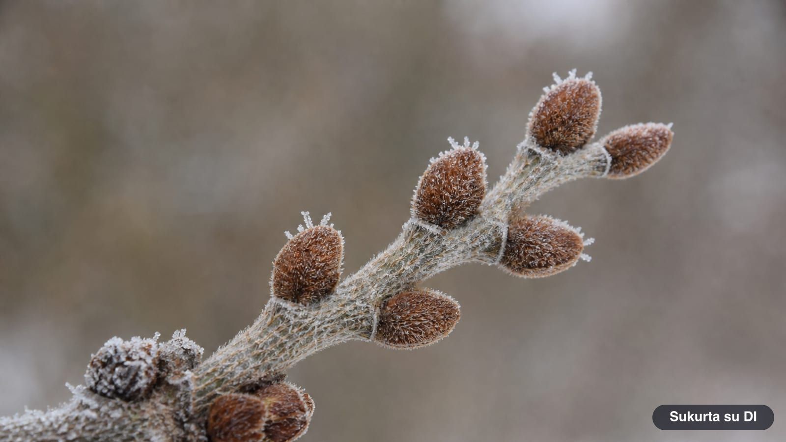 Winter twig of a wych elm with dark, hairy buds