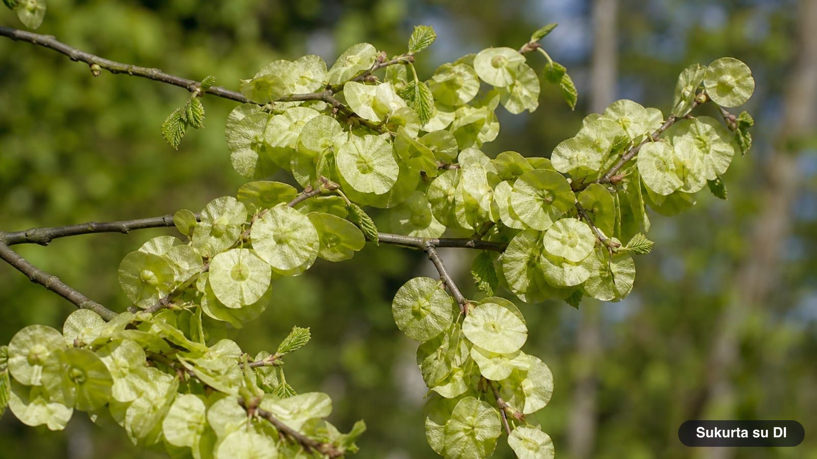 Clusters of round, light green wych elm samaras with a central seed in late spring