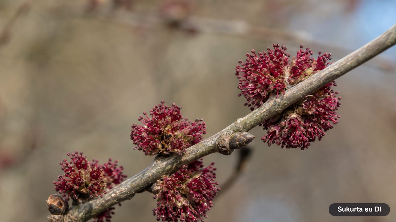 Dense reddish flower clusters of a wych elm on bare branches in early spring