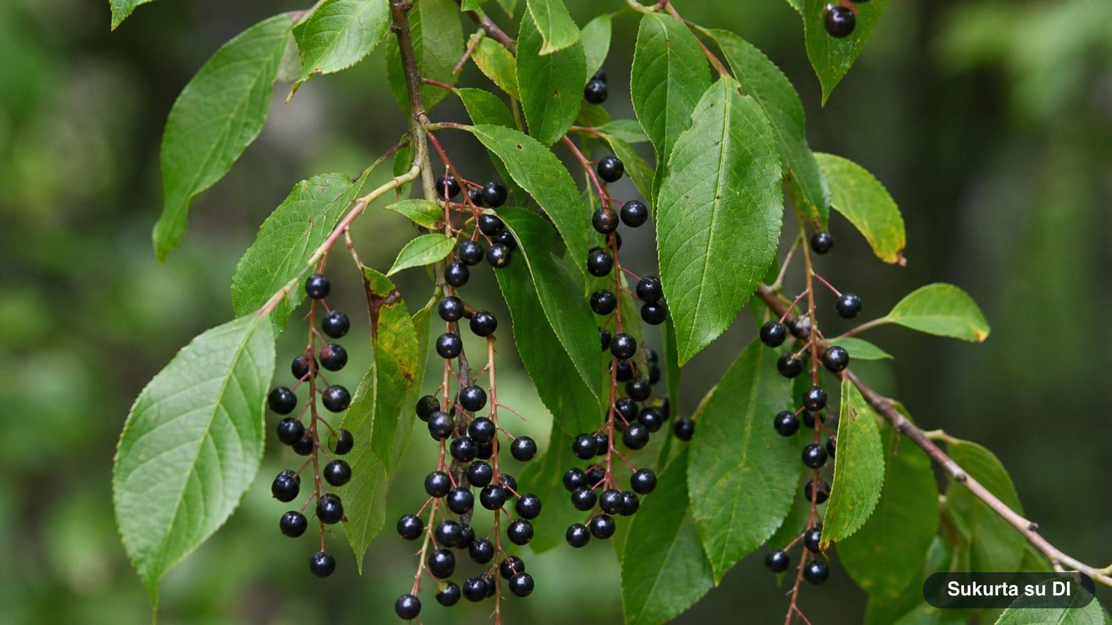 Clusters of glossy black bird cherry drupes on red stems