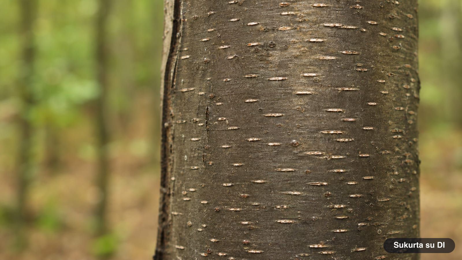 Dark gray, smooth bark of the bird cherry with light horizontal lenticels