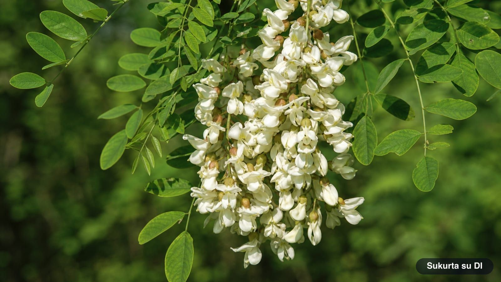 Hanging clusters of fragrant white flowers of a black locust among pinnate leaves