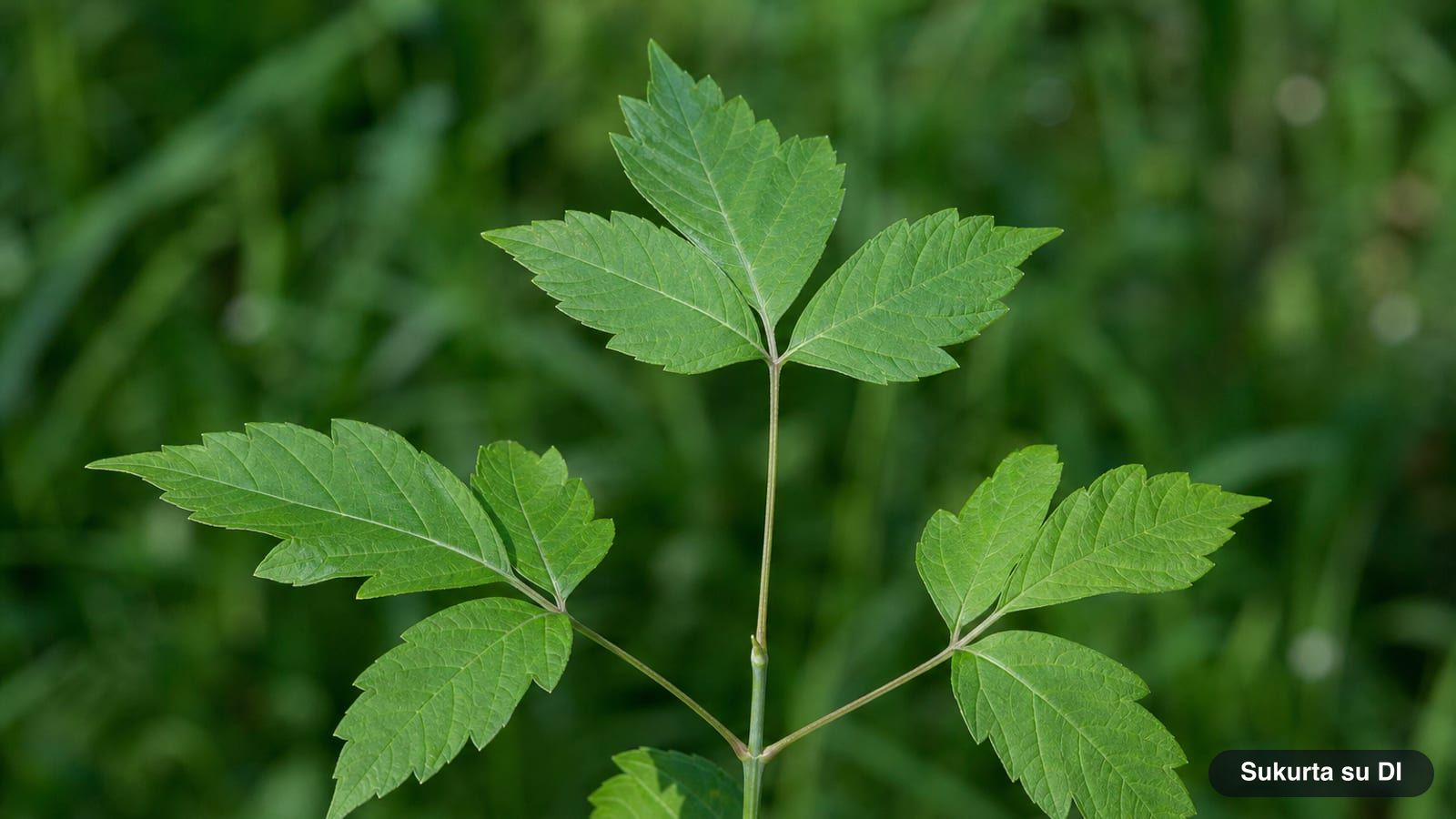 Pinnate leaves of a box elder with 3 to 5 toothed leaflets on a green shoot