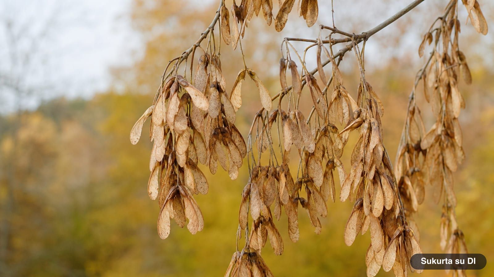 Long hanging clusters of paired winged seeds of a box elder in autumn