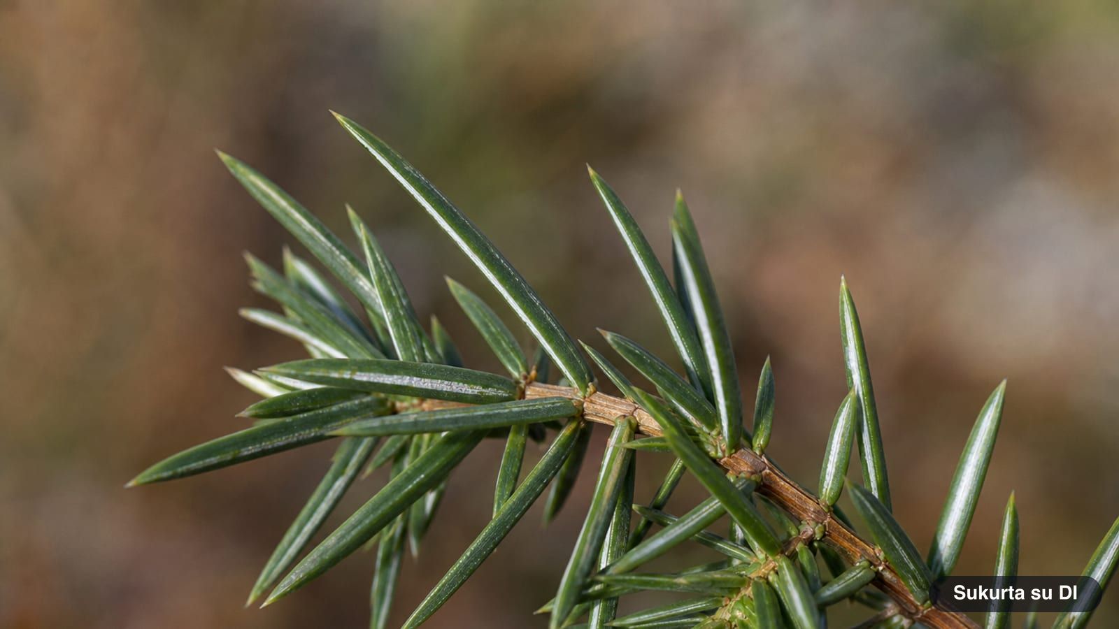 Sharp grayish-green needles of the common juniper, growing in whorls of three