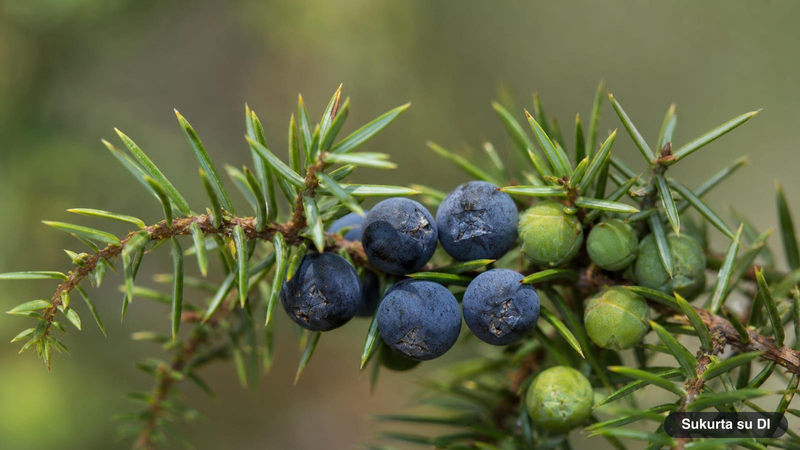 Bluish-black common juniper berries with a whitish bloom and green unripe berries among the needles