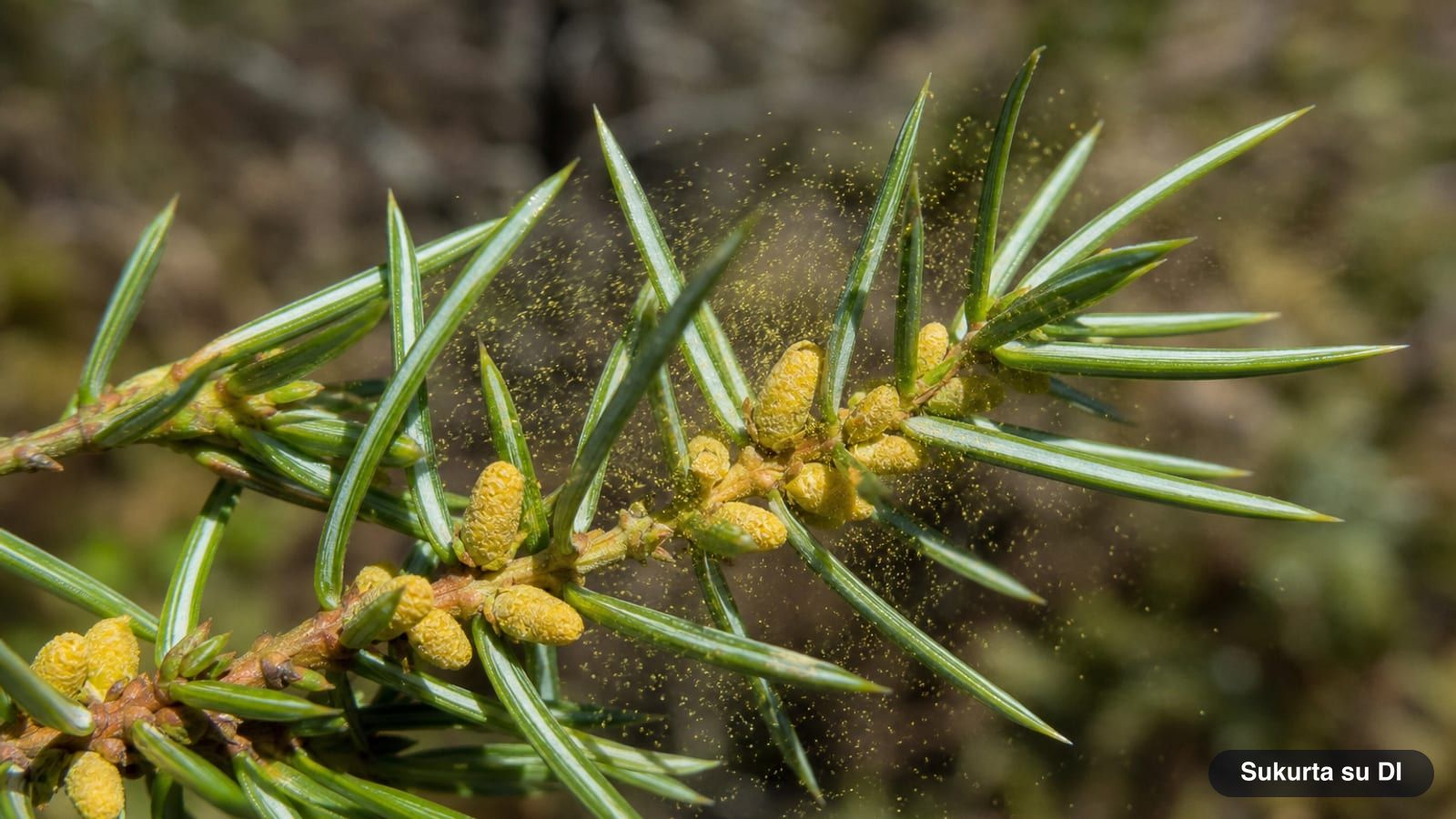 Small yellow male cones of the common juniper in the leaf axils in spring