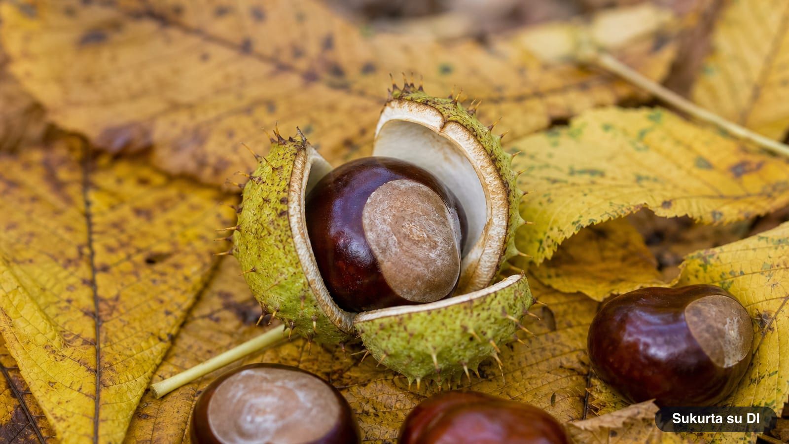 An open green spiky horse chestnut capsule with a shiny brown seed among autumn leaves
