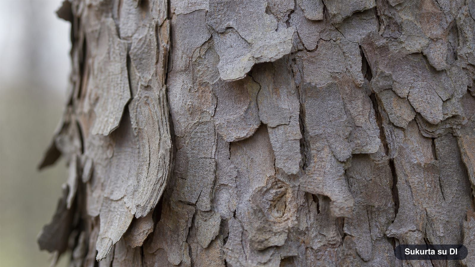 Grayish-brown bark of an old horse chestnut tree peeling in thin plates