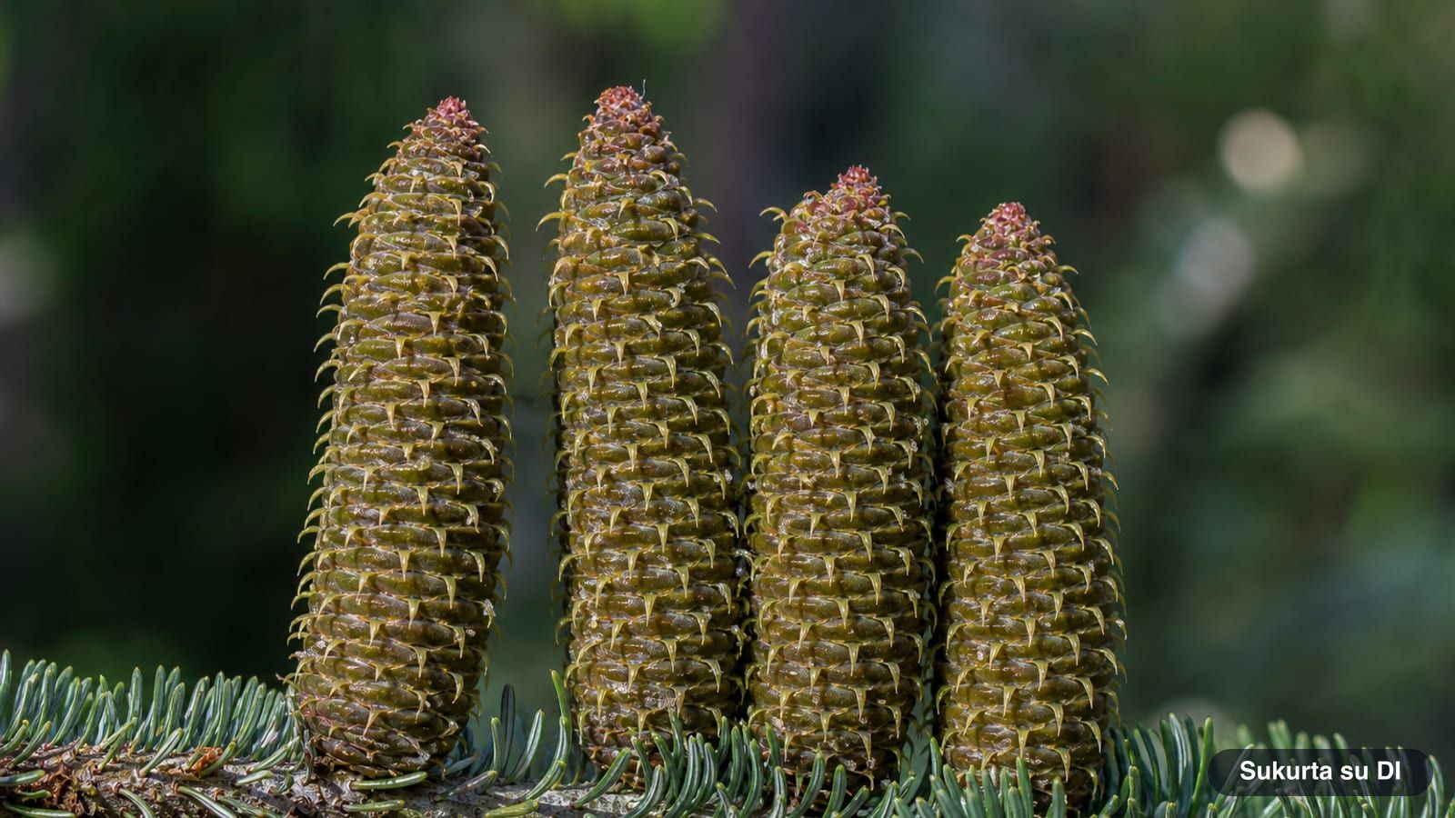 Upright cylindrical cones of the European silver fir on an upper branch
