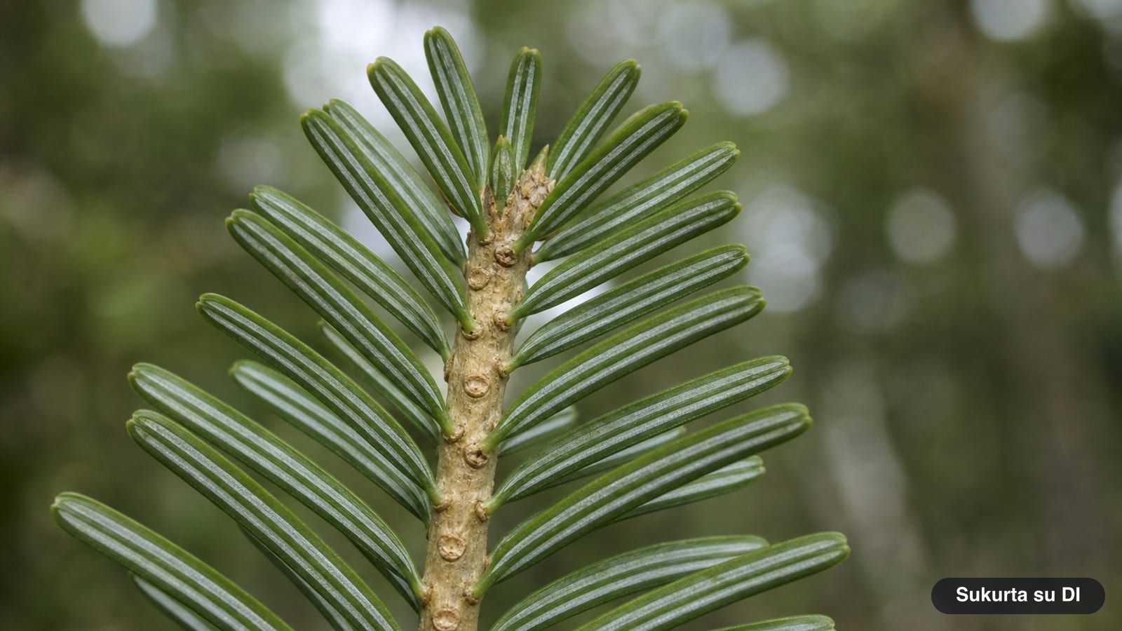 European silver fir shoot with flat glossy needles arranged in two rows