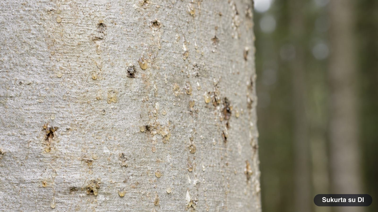 Smooth whitish-gray bark of a European silver fir with resin blisters