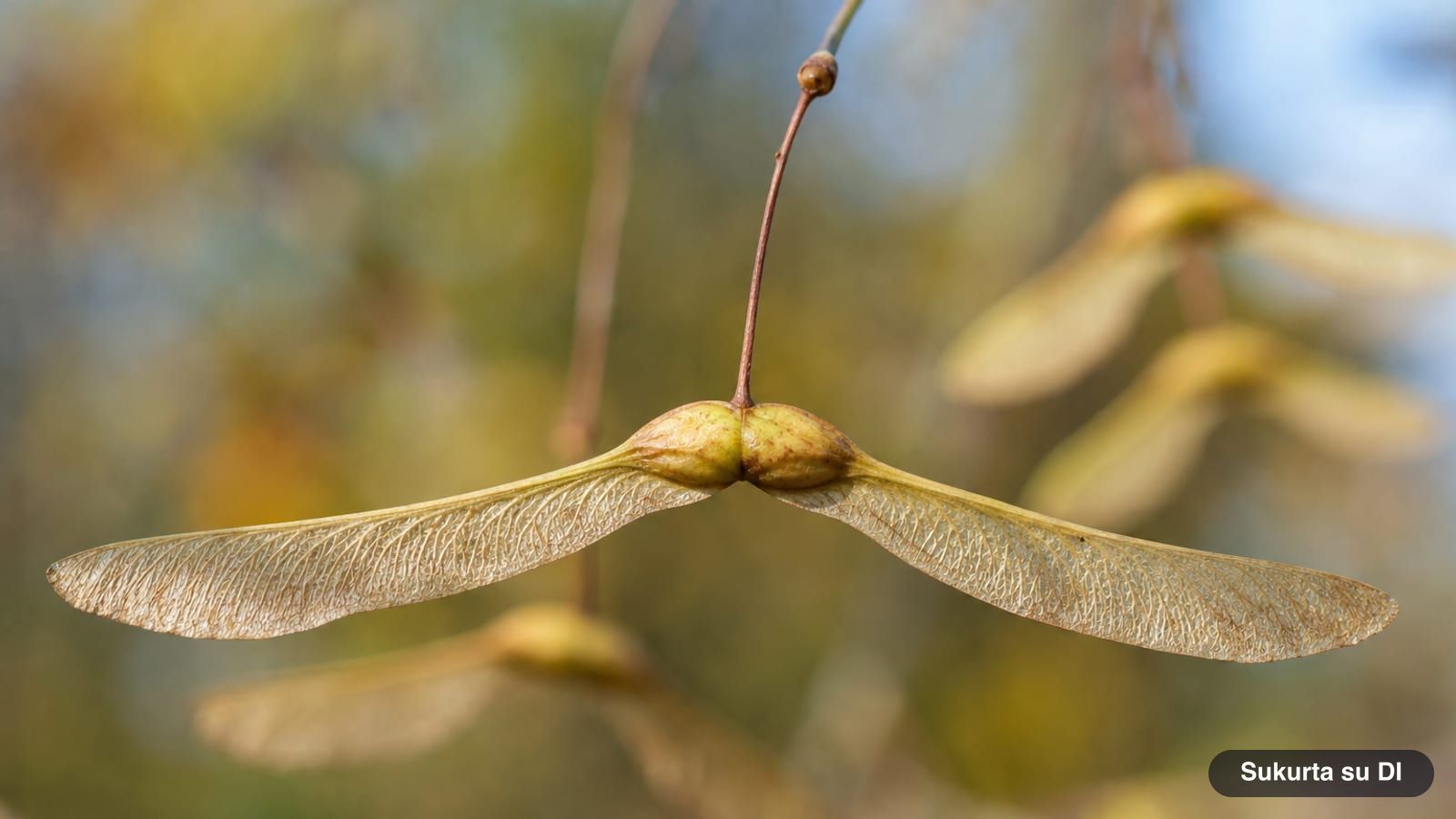 A paired samara of a Norway maple with widely spread wings