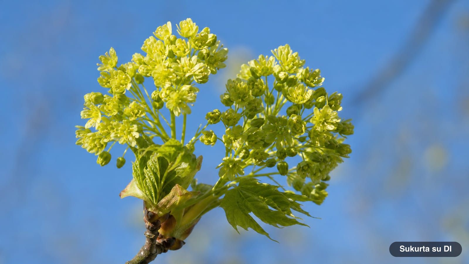 Yellowish-green Norway maple flower clusters on branch tips before leafing out