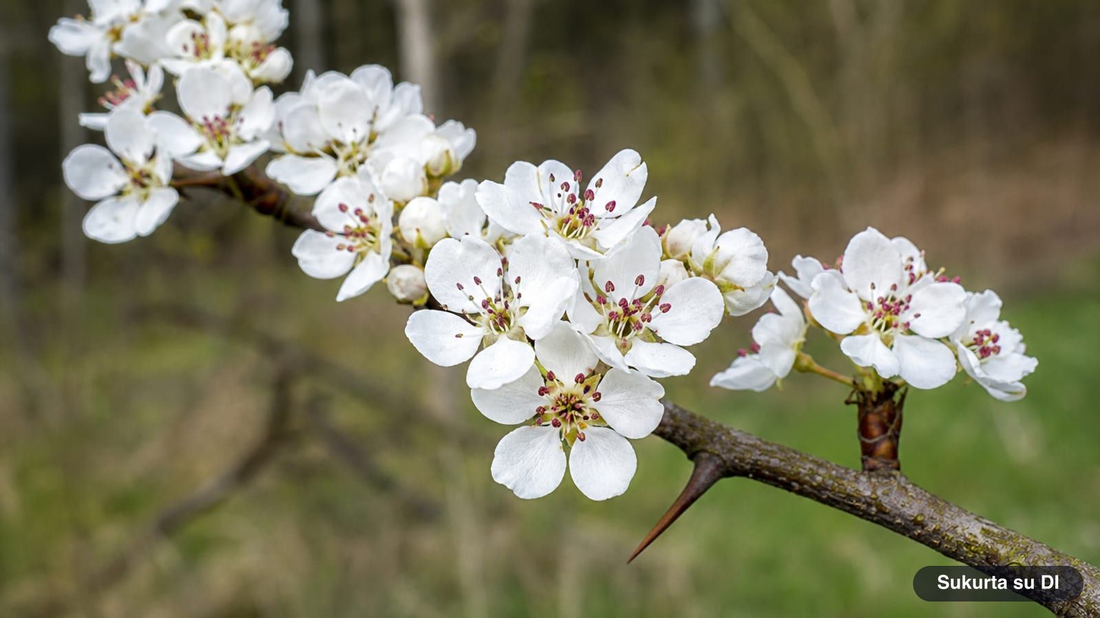 White wild pear blossoms with red anthers on a thorny branch in April