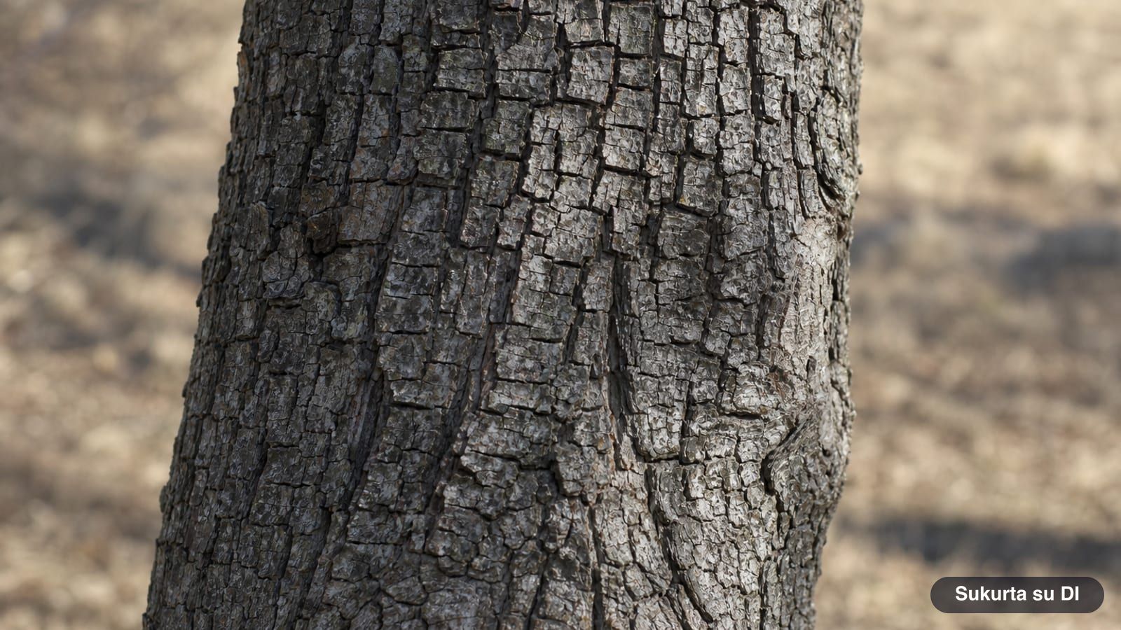 Dark gray bark of an old wild pear tree, cracked into square plates
