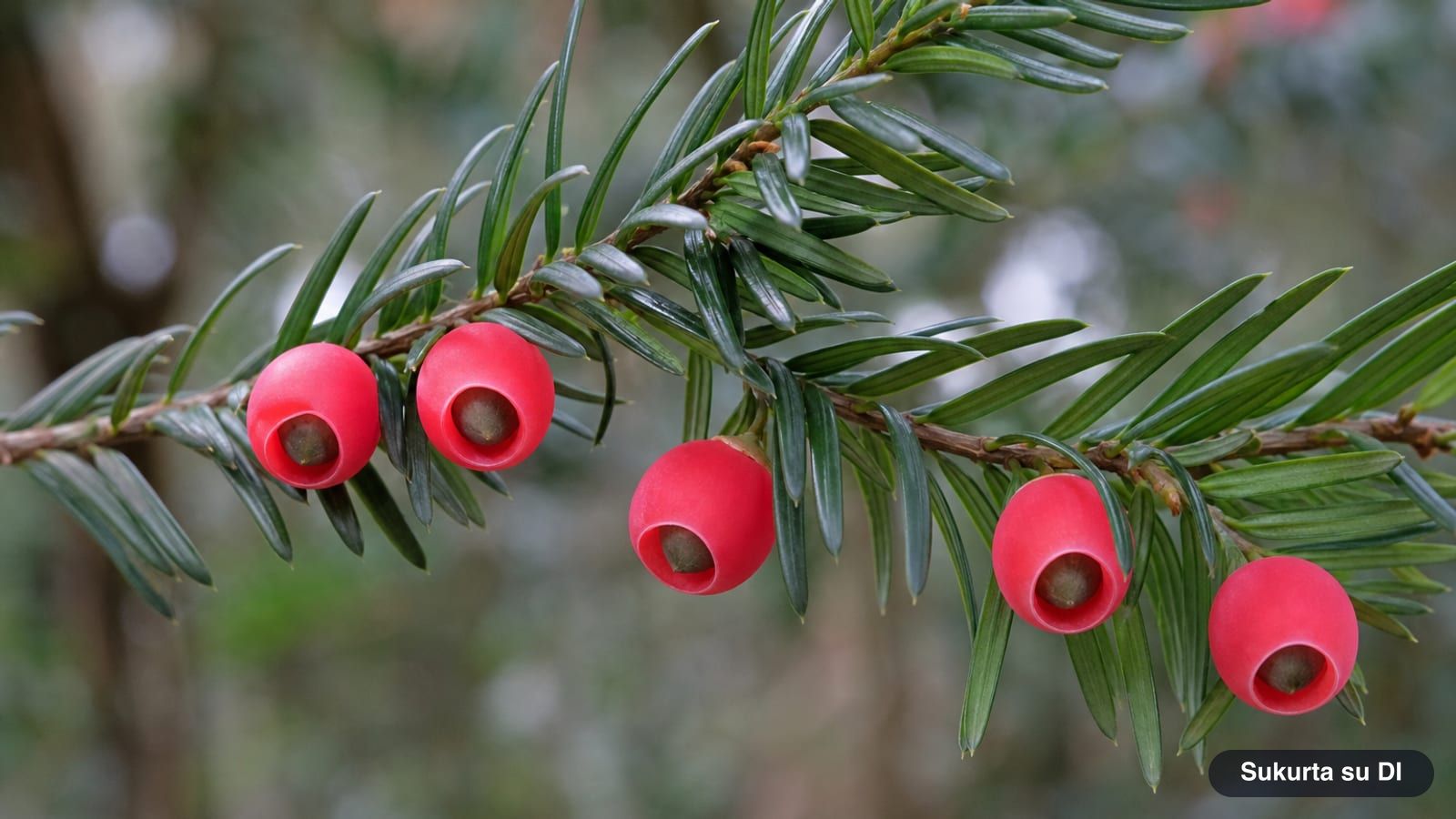 Red fleshy arils of the European yew with dark seeds inside