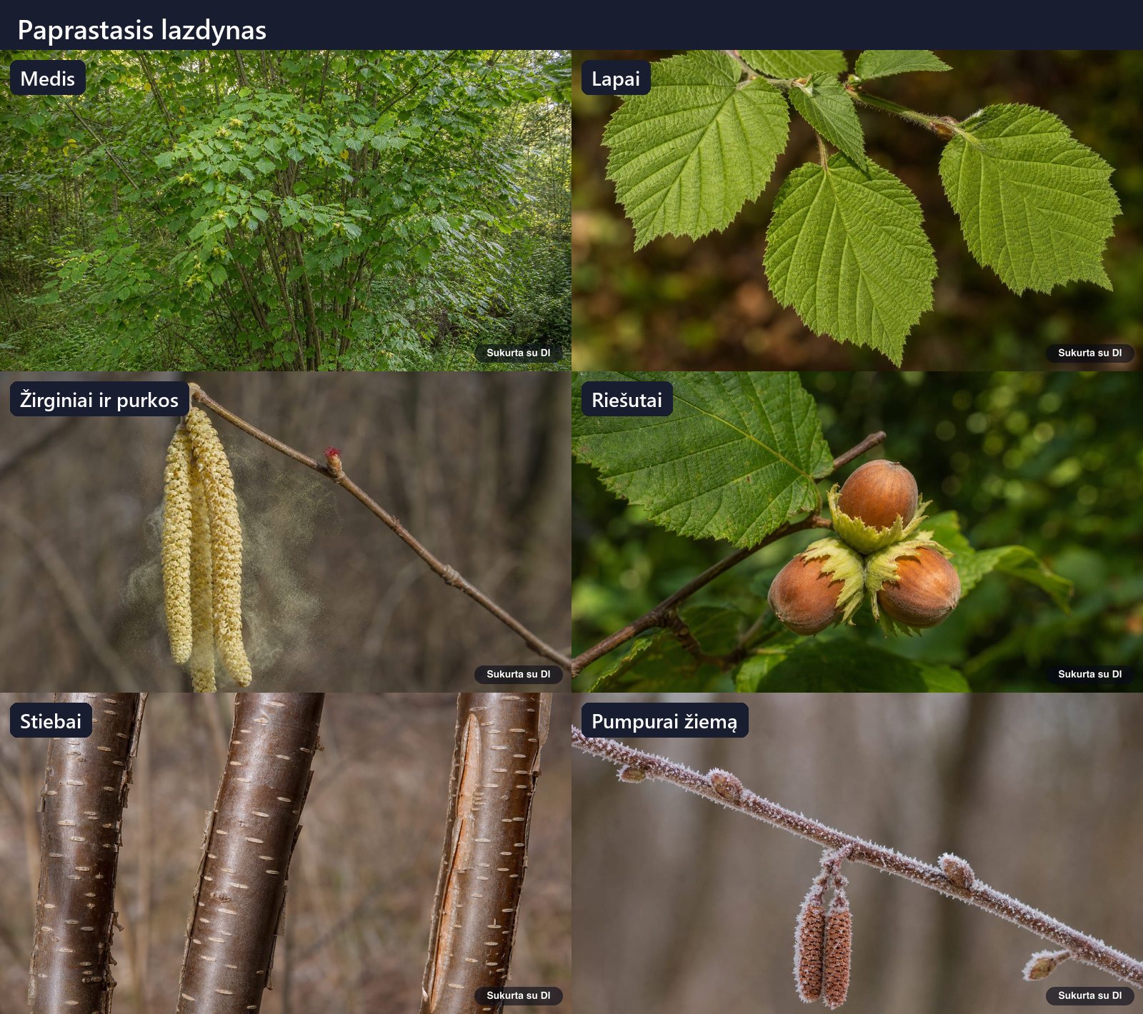 Common hazel: tree, leaves, flowers, fruits or seeds, bark, and buds in one illustration