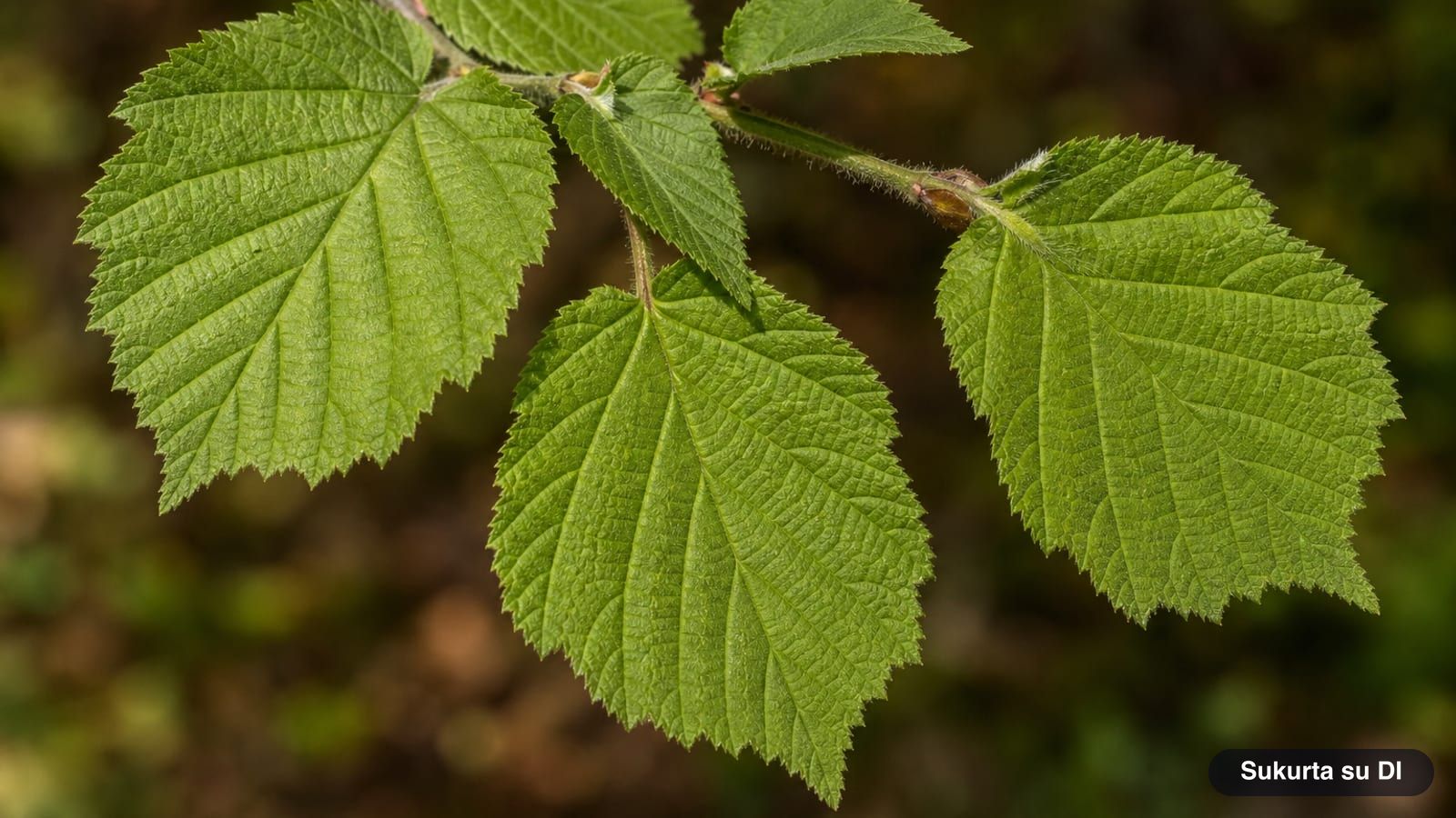 Almost round hairy leaves of the common hazel with a heart-shaped base and doubly serrated edges