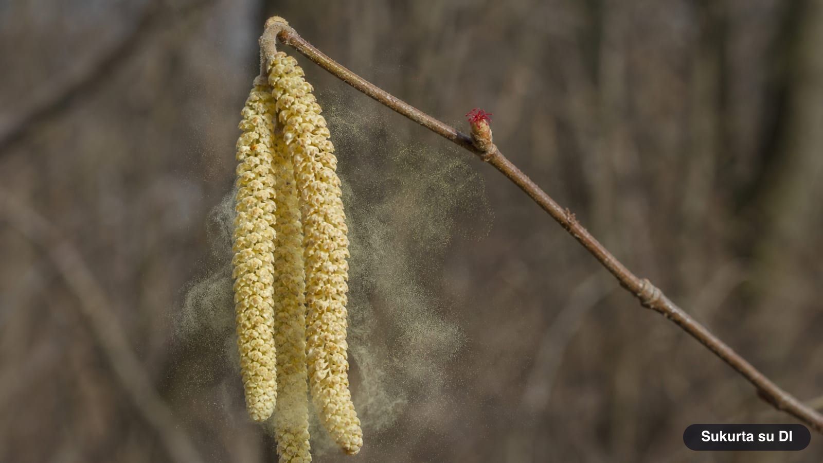 Yellowish male catkins and a small female flower with red stigmas on a bare common hazel twig