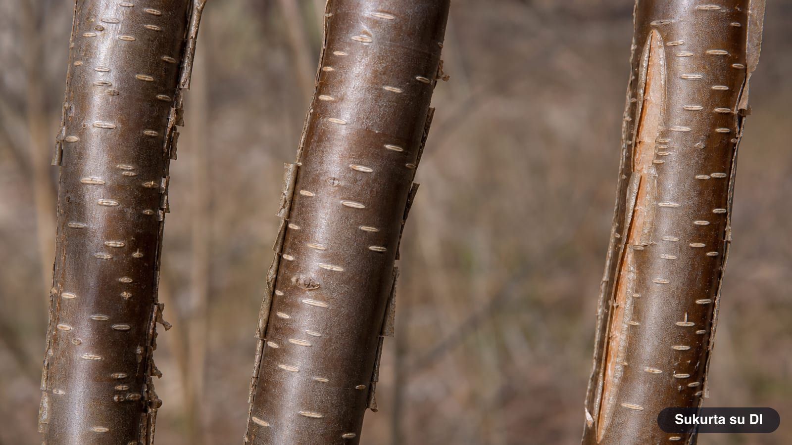 Smooth shiny grayish-brown stems of the common hazel with light lenticels