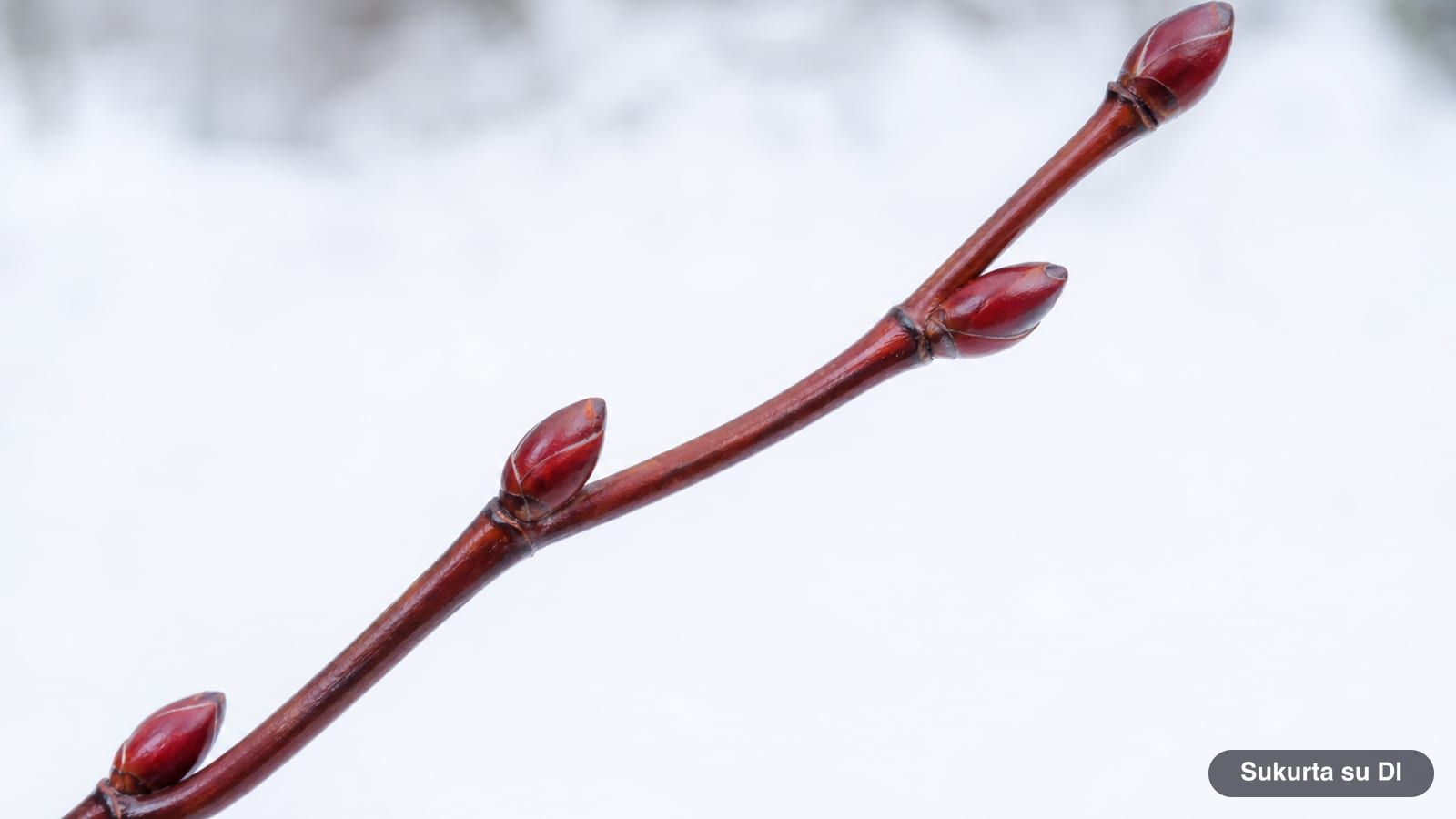 Zigzagging twig of the small-leaved linden with glossy red buds in winter