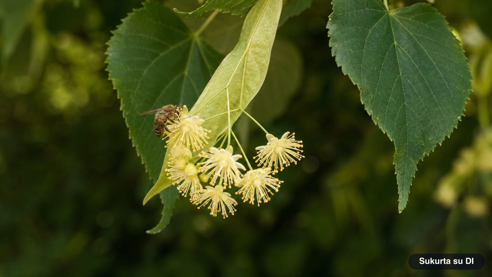 A cluster of yellowish-white small-leaved linden flowers with a long bract and a bee