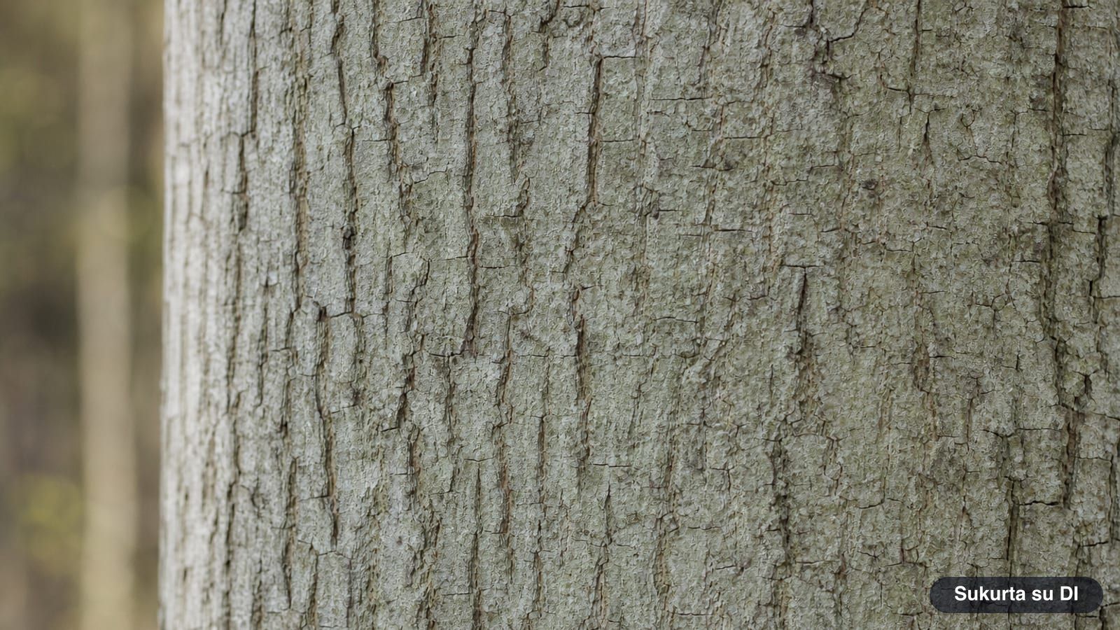 Gray bark of the small-leaved linden with narrow longitudinal fissures