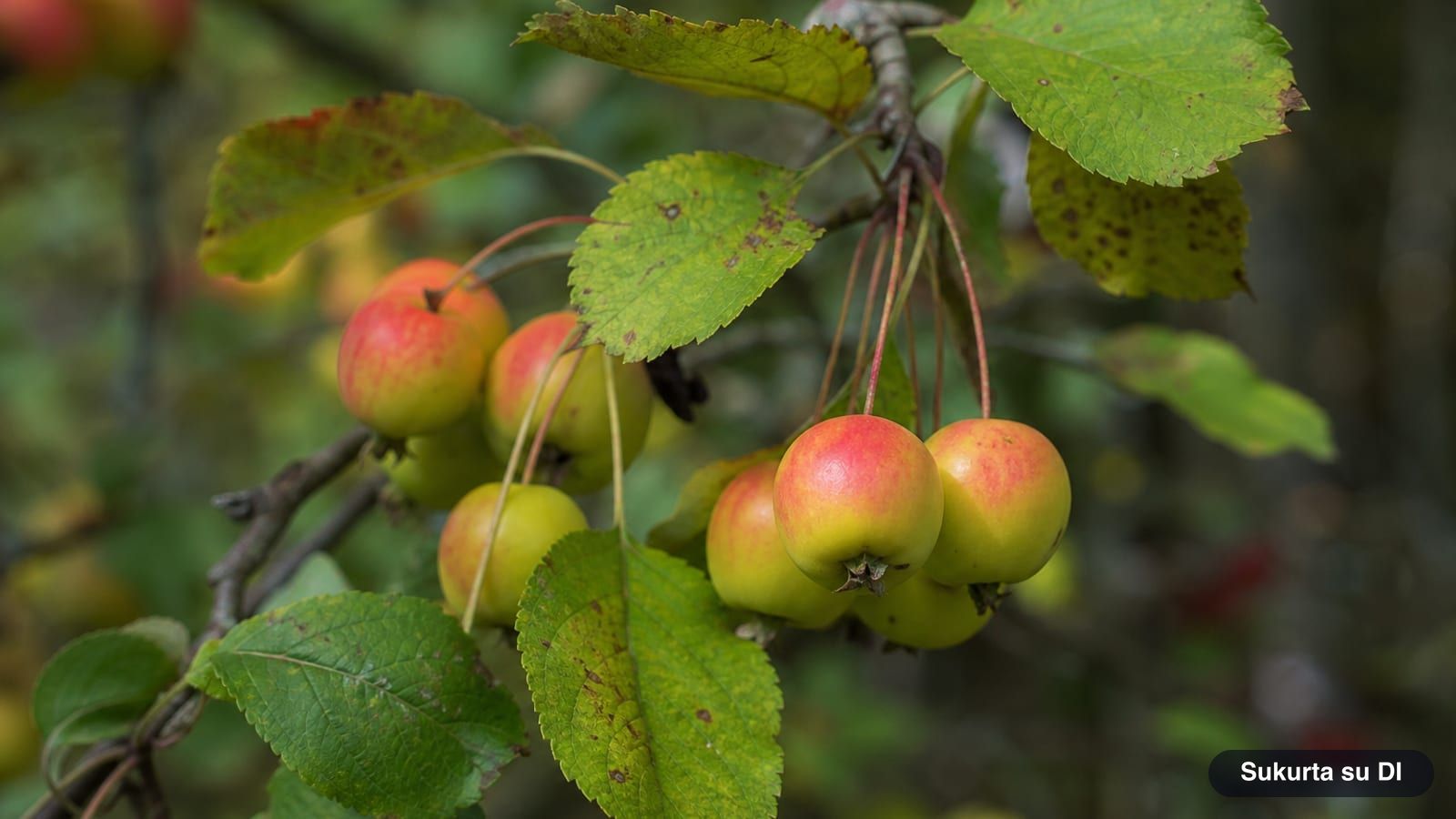 Small yellow-green wild apples with a pink blush on long stems