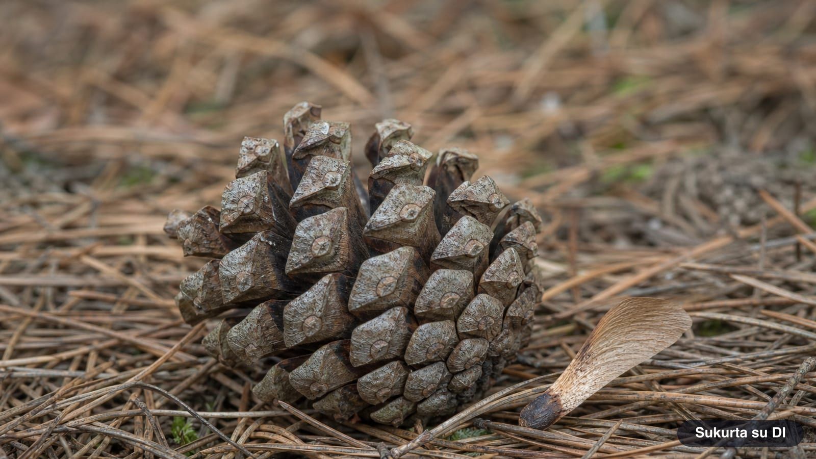 A mature grayish-brown Scots pine cone and a winged seed