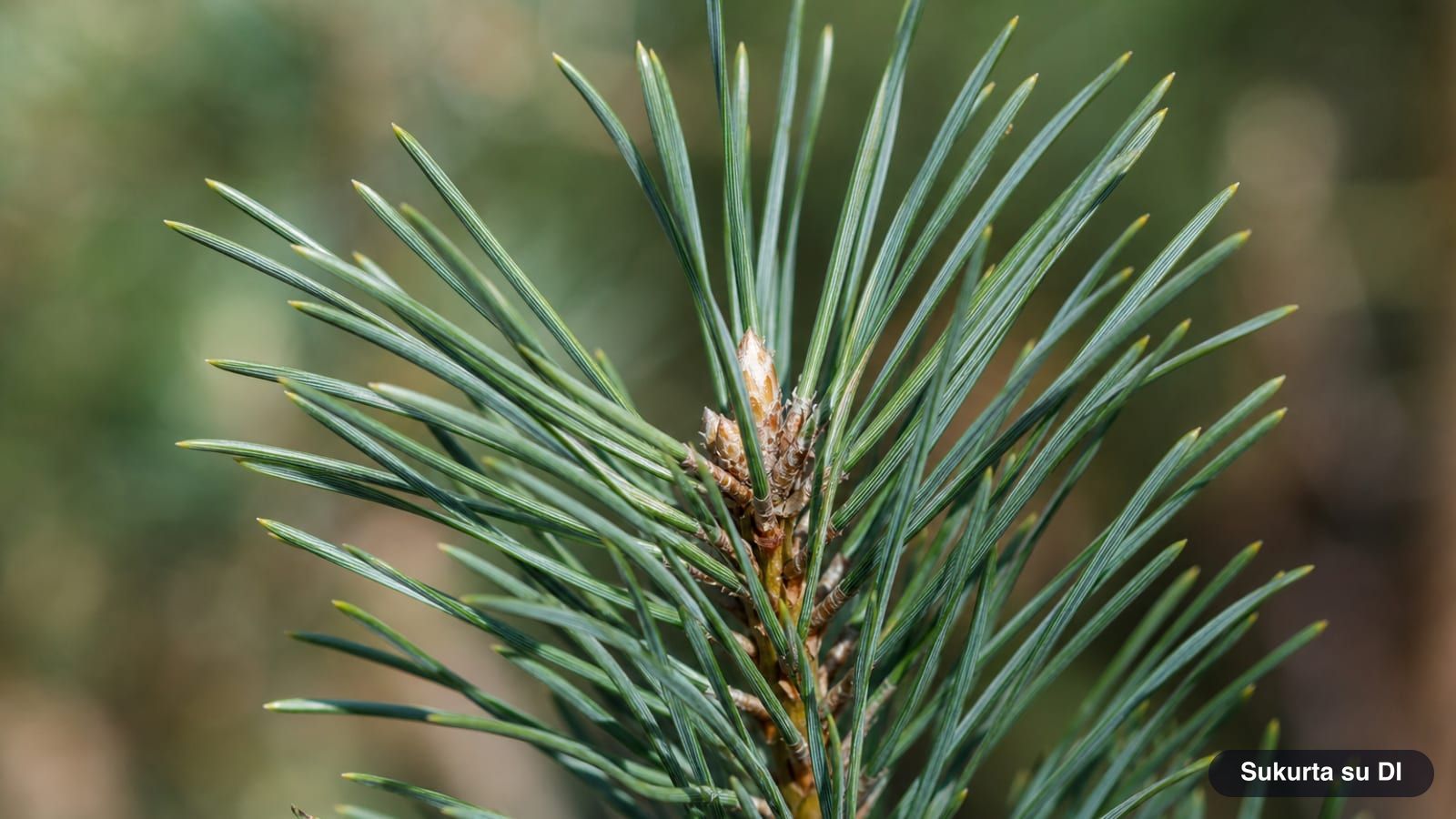 Bluish-green needles of the Scots pine growing in pairs on a young shoot