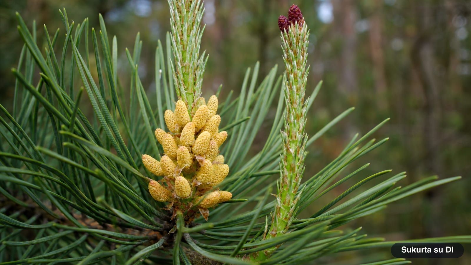 Yellowish male cones and a red female cone of the Scots pine on a young shoot